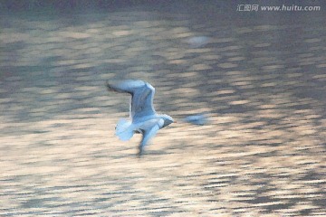 动感海鸥油画