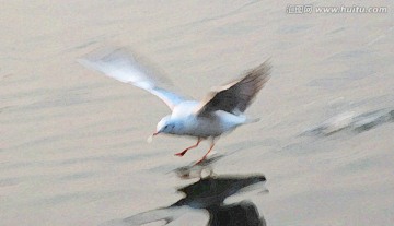 动感海鸥油画