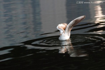 慢门海鸥