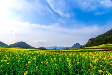 云南罗平油菜花