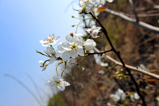 李子花
