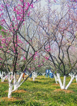 梅花 树林 公园
