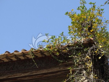 屋檐上的植物