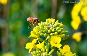 油菜花 蜜蜂