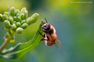 油菜花 蜜蜂