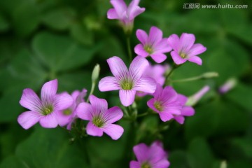 花草