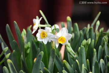 水仙花