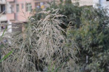 芦苇花