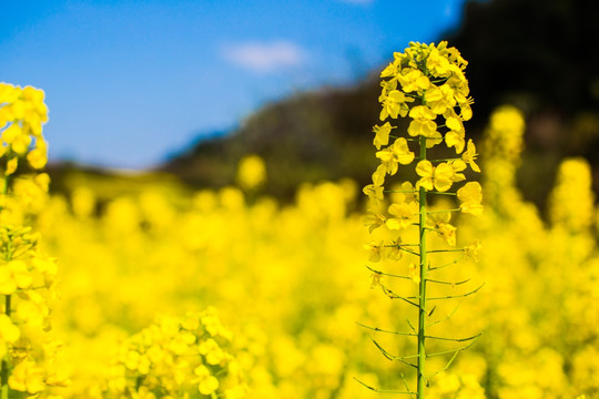 油菜花