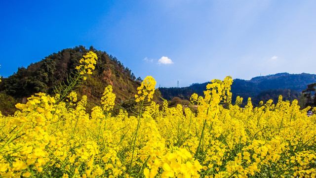 油菜花