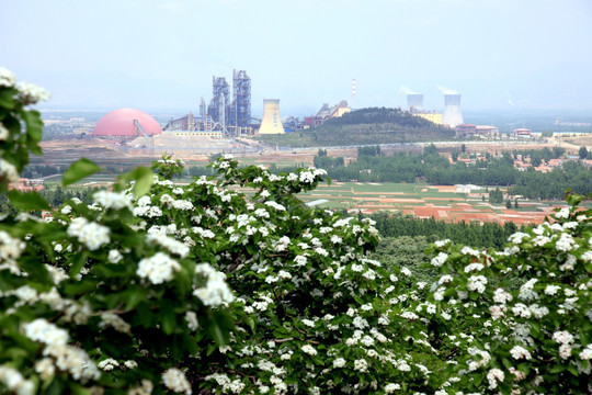 山楂花