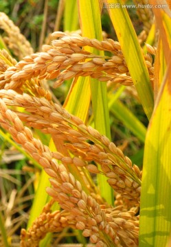 金黄稻谷 稻子