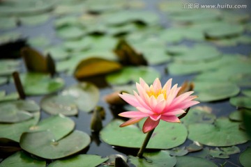 莲花