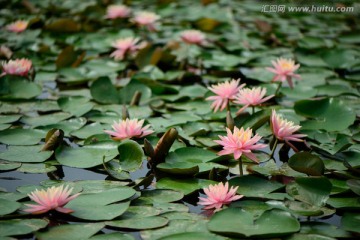 莲花池