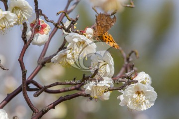 蝶恋花 蝴蝶 梅花