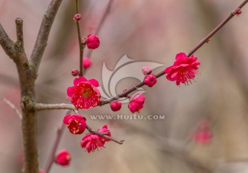 红梅 梅花