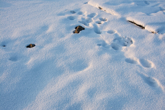 雪地