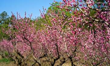 桃花园 桃花林 桃花