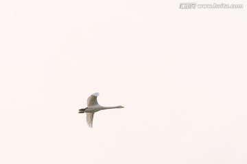 一只飞翔的天鹅