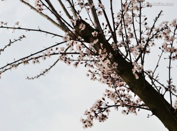 春天 绽放 一树繁花