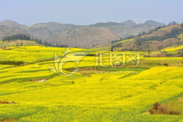 油菜花开了 田园田野