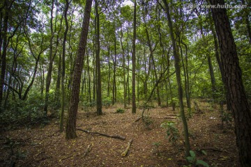 华农植物园 森林