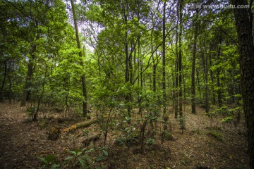 华农植物园 森林