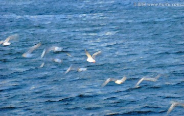 动感海鸥油画