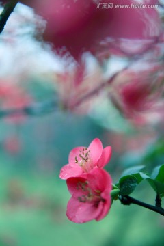 海棠 红色花蕊