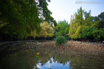 四川大学荷花池