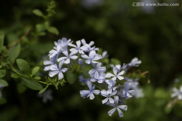 蓝雪花