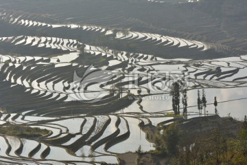 梯田 农田 稻田