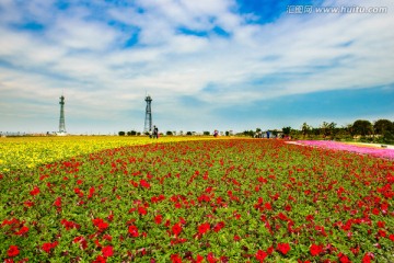 广州莲花山莲花水乡七彩花田