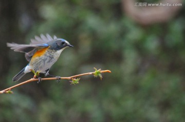 红肋蓝尾鸲