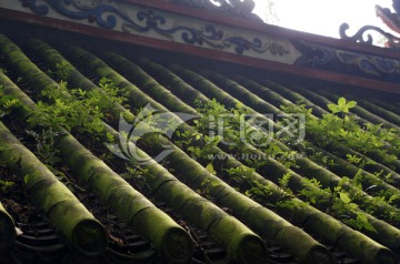 瓦上绿草