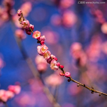 梅花 红梅