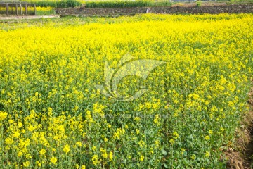 油菜花