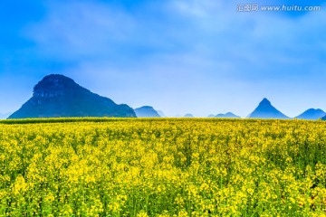 云南罗平油菜花