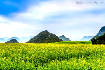 云南罗平油菜花