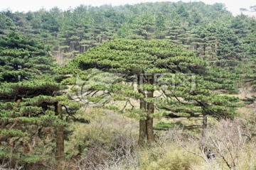 三清山松柏树