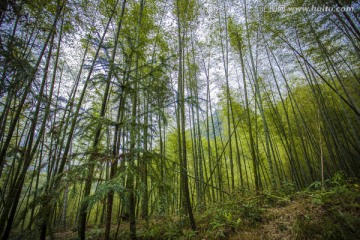 从化星溪村竹林