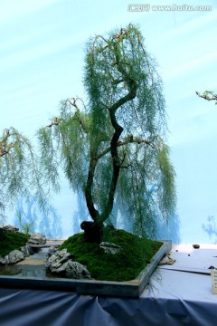 柳树盆景