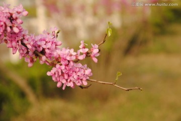 紫荆花