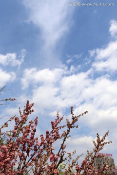 丁香花