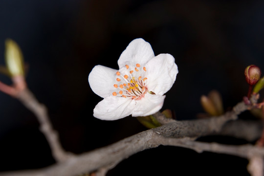 梅花