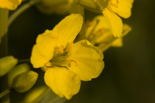 油菜花