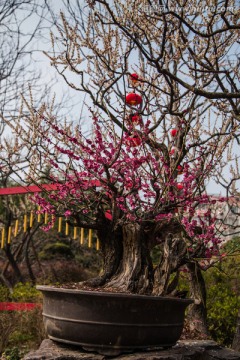 红梅 盆景