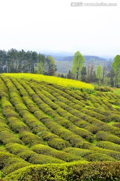 茶山茶园