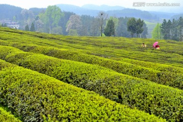 茶山茶园