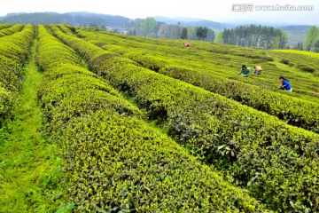 茶山茶园